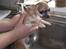 Chihuahua ~ Kelbi ~