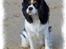 Cavalier king charles spaniel Mitzi