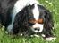 Cavalier king charles spaniel Mitzi