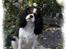 Cavalier king charles spaniel Mitzi