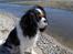 Cavalier king charles spaniel Mitzi