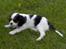 Cavalier king charles spaniel Mitzi