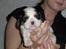 Cavalier king charles spaniel Mitzi