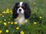 Cavalier king charles spaniel Mitzi