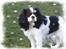 Cavalier king charles spaniel Mitzi
