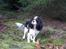 Cavalier king charles spaniel Mitzi