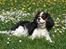 Cavalier king charles spaniel Mitzi