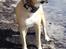 Blanding af racer dingo *lever ikke mere* - der er ikke noget som en tur med i sommerhuset....!
