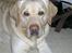 Labrador retriever Rex