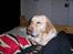 Labrador retriever Rex - her hygger jeg mig i fars seng, dejligt