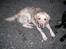 Labrador retriever Rex - her har jeg været til hundetræning