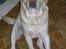 Labrador retriever Rex