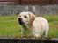 Labrador retriever Rex
