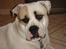 Amerikansk bulldog Arthur