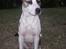 Blanding af racer amstaff/mutte Mille* - 5/7-08