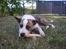 Blanding af racer amstaff/mutte Mille* - 5/708