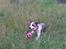 Blanding af racer amstaff/mutte Mille* - 15 mdr.