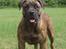 Boerboel BOELSPLAAS AGNES - Smukke Agnes 20 juni 08