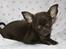 Chihuahua Zoe - Lille dejlige Zoe.. næsten 9 uger gammel..