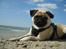 Mops ¤Luie¤ - :-)