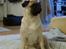 Mops ¤Luie¤ - Smukke Luie 7 mdr...