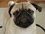 Mops ¤Luie¤