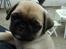Mops ¤Luie¤ - 7 uger gammel..
