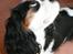 Cavalier king charles spaniel Tikka - Tikka <3 NYT d. 23.04 med vores nye kamera :) - Lidt for hvidt :/
