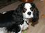 Cavalier king charles spaniel Tikka - Tikka <3 NYT d. 23.04 med vores nye kamera :)