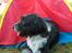 Blanding af racer Bamse - Bamse Campere :) Foto: Signe (mig)