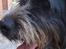 Blanding af racer Bamse - Han er da smuk ? Foto: Signe (mig)