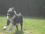 Blanding af racer Bamse - Bamse i fuldeste fart :) (undskyld kvaliteten men zommede en del en) Foto: Signe (mig)