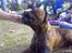 Bullmastiff Hugxi