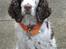 Engelsk springer spaniel Bølle  R.I.P.  - Bølle trolden.