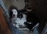 Engelsk springer spaniel Bølle  R.I.P.  - Bølle med sine bedste venner.
