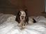 Engelsk springer spaniel Bølle  R.I.P.  - Bølle har listet sig op i sengen( ved godt han ikke må)