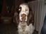 Engelsk springer spaniel Bølle  R.I.P. 