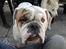 Engelsk bulldog Mugge R.I.P  D.6/6-2016 - Se far er jeg ikke sød