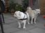 Engelsk bulldog Mugge R.I.P  D.6/6-2016 - Her er Mugge og Monty som lige har været ude at gå tur