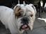 Engelsk bulldog Mugge R.I.P  D.6/6-2016 - Jeg er lige vågnet