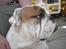 Engelsk bulldog Mugge R.I.P  D.6/6-2016 - Det er bare dejligt at blive kælet