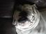 Engelsk bulldog Mugge R.I.P  D.6/6-2016 - Så er det tid til en lur