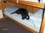 Labrador retriever Effi  R.I.P - effi hygger i sin seng