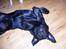 Labrador retriever Barco - Se mor, jeg spiller død