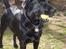 Labrador retriever Barco - Mig og mor leger med bold i haven