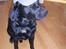 Labrador retriever Barco - Kasketkarl