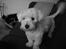 Coton de tulear Bailey