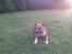 Amerikansk staffordshire terrier Ares - livet er dejligt
