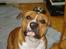 Amerikansk staffordshire terrier Ares