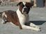 Blanding af racer Enzo - Nyder solen d.4/3-2009